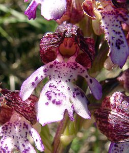 Orchis purpurea (Orchidaceae)  - Orchis pourpre, Grivollée, Orchis casque, Orchis brun - Lady Orchid Aude [France] 24/04/2004 - 480m