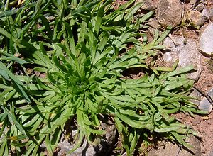 Plantago coronopus (Plantaginaceae)  - Plantain corne-de-cerf - Buck's-horn Plantain Herault [France] 21/04/2004 - 130m