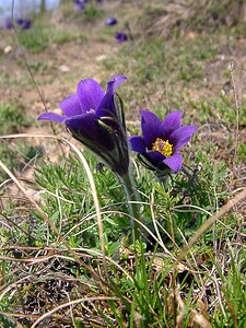 Pulsatilla vulgaris (Ranunculaceae)  - Pulsatille commune, Anémone pulsatille - Pasqueflower Oise [France] 12/04/2004 - 110m