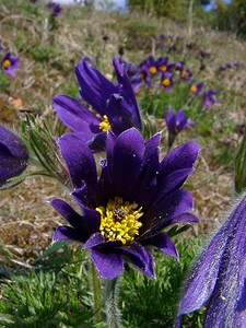 Pulsatilla vulgaris (Ranunculaceae)  - Pulsatille commune, Anémone pulsatille - Pasqueflower Oise [France] 12/04/2004 - 110msujet ? p?tales anormaux: les p?tales sont au nombre de 6, mais ici ils sont d?coup?s