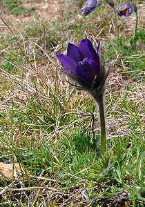 Pulsatilla vulgaris (Ranunculaceae)  - Pulsatille commune, Anémone pulsatille - Pasqueflower Oise [France] 12/04/2004 - 110m