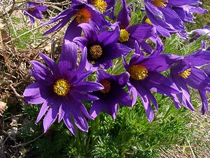 Pulsatilla vulgaris (Ranunculaceae)  - Pulsatille commune, Anémone pulsatille - Pasqueflower Oise [France] 12/04/2004 - 110msujets ? p?tales anormaux: les p?tales sont au nombre de 6, mais ici ils sont d?coup?s