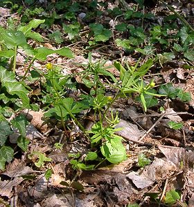 Ranunculus auricomus (Ranunculaceae)  - Renoncule tête-d'or, Renoncule à tête d'or - Goldilocks Buttercup Oise [France] 12/04/2004 - 90m