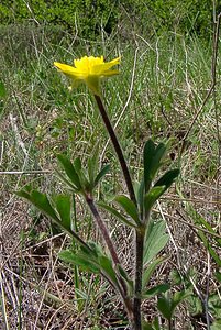 Ranunculus bulbosus (Ranunculaceae)  - Renoncule bulbeuse, Bouton-d'or bulbeux - Bulbous Buttercup Gard [France] 27/04/2004 - 470m