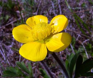 Ranunculus bulbosus (Ranunculaceae)  - Renoncule bulbeuse, Bouton-d'or bulbeux - Bulbous Buttercup Gard [France] 27/04/2004 - 470m