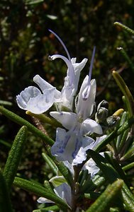 Rosmarinus officinalis (Lamiaceae)  - Romarin, Romarin officinal - Rosemary Herault [France] 21/04/2004 - 250m