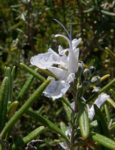 Rosmarinus officinalis (Lamiaceae)  - Romarin, Romarin officinal - Rosemary Herault [France] 21/04/2004 - 250m