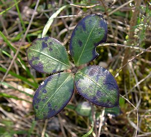Rubia peregrina (Rubiaceae)  - Garance voyageuse, Petite garance - Wild Madder Gard [France] 27/04/2004 - 470m