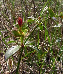 Rubia peregrina (Rubiaceae)  - Garance voyageuse, Petite garance - Wild Madder Gard [France] 27/04/2004 - 470m