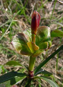 Rubia peregrina (Rubiaceae)  - Garance voyageuse, Petite garance - Wild Madder Gard [France] 27/04/2004 - 470m