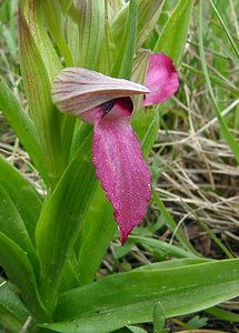 Serapias lingua (Orchidaceae)  - Sérapias langue, Sérapias à languette - Tongue-orchid Gard [France] 28/04/2004 - 570m