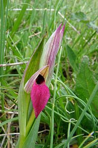 Serapias lingua (Orchidaceae)  - Sérapias langue, Sérapias à languette - Tongue-orchid Gard [France] 28/04/2004 - 570m