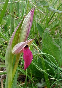 Serapias lingua (Orchidaceae)  - Sérapias langue, Sérapias à languette - Tongue-orchid Gard [France] 28/04/2004 - 570m