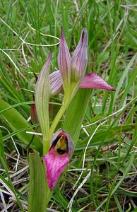 Serapias lingua (Orchidaceae)  - Sérapias langue, Sérapias à languette - Tongue-orchid Gard [France] 28/04/2004 - 570m