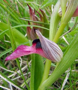 Serapias lingua (Orchidaceae)  - Sérapias langue, Sérapias à languette - Tongue-orchid Gard [France] 28/04/2004 - 570m