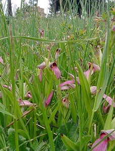 Serapias lingua (Orchidaceae)  - Sérapias langue, Sérapias à languette - Tongue-orchid Gard [France] 28/04/2004 - 570m