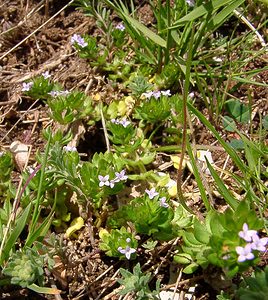 Sherardia arvensis (Rubiaceae)  - Shérardie des champs, Rubéole des champs, Gratteron fleuri, Shérarde des champs - Field Madder Herault [France] 20/04/2004 - 510m