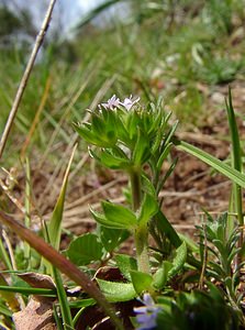 Sherardia arvensis (Rubiaceae)  - Shérardie des champs, Rubéole des champs, Gratteron fleuri, Shérarde des champs - Field Madder Herault [France] 20/04/2004 - 510m