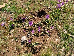 Sus scrofa (Suidae)  - Sanglier - Wild Boar, Razorback Aude [France] 24/04/2004 - 600md?gats sur des orchid?es, le sanglier creuse pour d?terrer les pseudo bulbes.