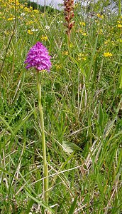 Anacamptis pyramidalis (Orchidaceae)  - Orchis pyramidal - Pyramidal Orchid Seine-Maritime [France] 22/05/2004 - 90m