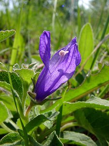 Campanula glomerata (Campanulaceae)  - Campanule agglomérée - Clustered Bellflower Aisne [France] 15/05/2004 - 190m