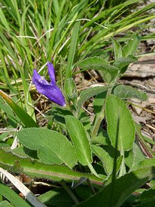 Campanula glomerata (Campanulaceae)  - Campanule agglomérée - Clustered Bellflower Aisne [France] 15/05/2004 - 190m