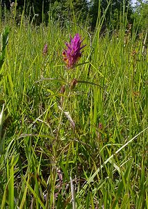 Melampyrum arvense (Orobanchaceae)  - Mélampyre des champs, Rougeole - Field Cow-wheat Aisne [France] 29/05/2004 - 120m