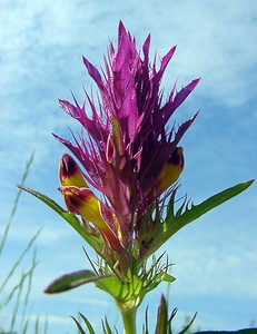 Melampyrum arvense (Orobanchaceae)  - Mélampyre des champs, Rougeole - Field Cow-wheat Aisne [France] 29/05/2004 - 120m