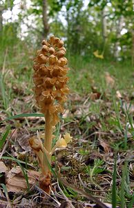 Neottia nidus-avis (Orchidaceae)  - Néottie nid-d'oiseau, Herbe aux vers - Bird's-nest Orchid Aisne [France] 15/05/2004 - 120m