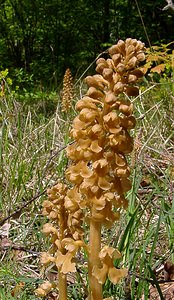 Neottia nidus-avis (Orchidaceae)  - Néottie nid-d'oiseau, Herbe aux vers - Bird's-nest Orchid Aisne [France] 15/05/2004 - 120m