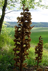 Neottia nidus-avis (Orchidaceae)  - Néottie nid-d'oiseau, Herbe aux vers - Bird's-nest Orchid Seine-Maritime [France] 22/05/2004 - 110m