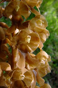 Neottia nidus-avis (Orchidaceae)  - Néottie nid-d'oiseau, Herbe aux vers - Bird's-nest Orchid Seine-Maritime [France] 22/05/2004 - 110m