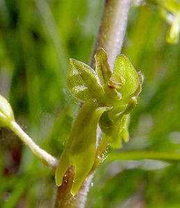 Neottia ovata (Orchidaceae)  - Néottie ovale, Grande Listère, Double-feuille, Listère à feuilles ovales, Listère ovale - Common Twayblade Aisne [France] 15/05/2004 - 190m