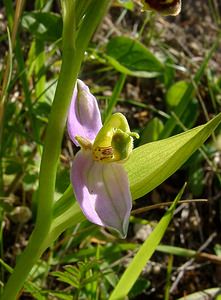 Ophrys apifera (Orchidaceae)  - Ophrys abeille - Bee Orchid Aisne [France] 29/05/2004 - 120m