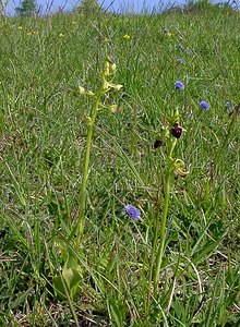 Ophrys aranifera (Orchidaceae)  - Ophrys araignée, Oiseau-coquet - Early Spider-orchid Aisne [France] 15/05/2004 - 190m