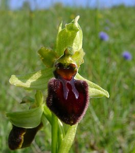 Ophrys aranifera (Orchidaceae)  - Ophrys araignée, Oiseau-coquet - Early Spider-orchid Aisne [France] 15/05/2004 - 190m