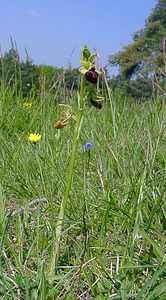 Ophrys aranifera (Orchidaceae)  - Ophrys araignée, Oiseau-coquet - Early Spider-orchid Aisne [France] 15/05/2004 - 190m