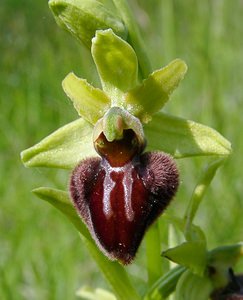 Ophrys aranifera (Orchidaceae)  - Ophrys araignée, Oiseau-coquet - Early Spider-orchid Aisne [France] 15/05/2004 - 190m