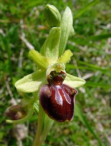 Ophrys aranifera (Orchidaceae)  - Ophrys araignée, Oiseau-coquet - Early Spider-orchid Aisne [France] 15/05/2004 - 140m