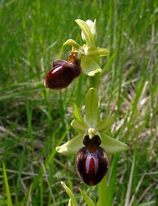 Ophrys aranifera (Orchidaceae)  - Ophrys araignée, Oiseau-coquet - Early Spider-orchid Aisne [France] 15/05/2004 - 140m