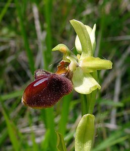 Ophrys aranifera (Orchidaceae)  - Ophrys araignée, Oiseau-coquet - Early Spider-orchid Aisne [France] 15/05/2004 - 140m