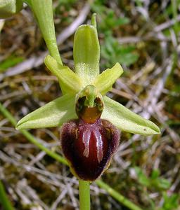 Ophrys aranifera (Orchidaceae)  - Ophrys araignée, Oiseau-coquet - Early Spider-orchid Aisne [France] 15/05/2004 - 140m