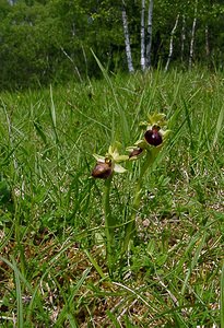 Ophrys aranifera (Orchidaceae)  - Ophrys araignée, Oiseau-coquet - Early Spider-orchid Aisne [France] 15/05/2004 - 140m