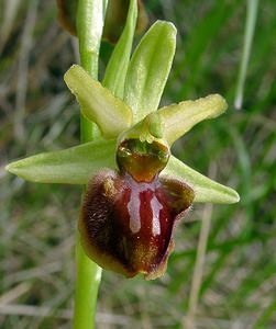 Ophrys aranifera (Orchidaceae)  - Ophrys araignée, Oiseau-coquet - Early Spider-orchid Aisne [France] 15/05/2004 - 140m