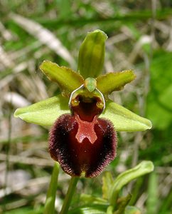 Ophrys aranifera (Orchidaceae)  - Ophrys araignée, Oiseau-coquet - Early Spider-orchid Aisne [France] 15/05/2004 - 140m