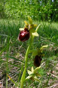 Ophrys aranifera (Orchidaceae)  - Ophrys araignée, Oiseau-coquet - Early Spider-orchid Aisne [France] 15/05/2004 - 140m