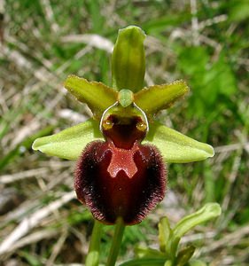 Ophrys aranifera (Orchidaceae)  - Ophrys araignée, Oiseau-coquet - Early Spider-orchid Aisne [France] 15/05/2004 - 140m