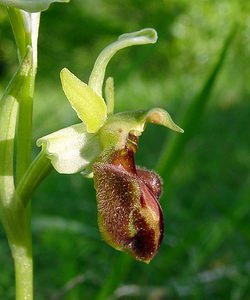 Ophrys aranifera (Orchidaceae)  - Ophrys araignée, Oiseau-coquet - Early Spider-orchid Aisne [France] 15/05/2004 - 140m