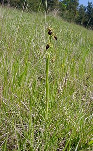 Ophrys aranifera (Orchidaceae)  - Ophrys araignée, Oiseau-coquet - Early Spider-orchid Aisne [France] 16/05/2004 - 120m