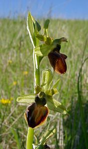 Ophrys aranifera (Orchidaceae)  - Ophrys araignée, Oiseau-coquet - Early Spider-orchid Aisne [France] 16/05/2004 - 120m